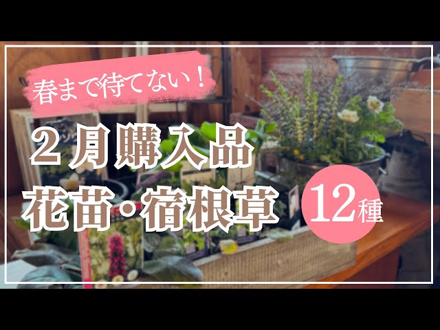 Plant now! Flower seedlings to enjoy in spring / Purchased in