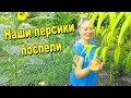 Наш первый урожай персиков #Анапа #Гостагаевская/ ПМЖ.