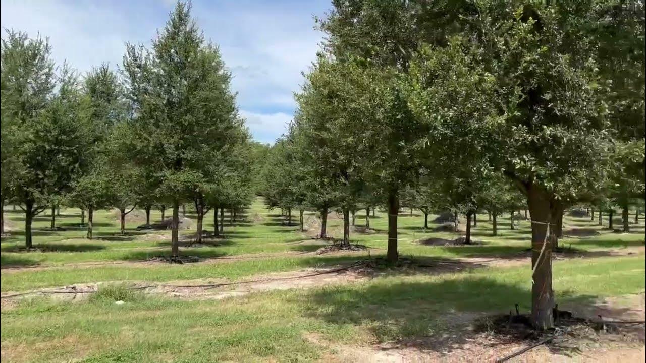 Live Oak Farm/Buy Oak Trees From 2030'htx812"cal/Buy Large Trees and