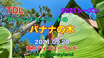 アドベンチャーランド Youtube