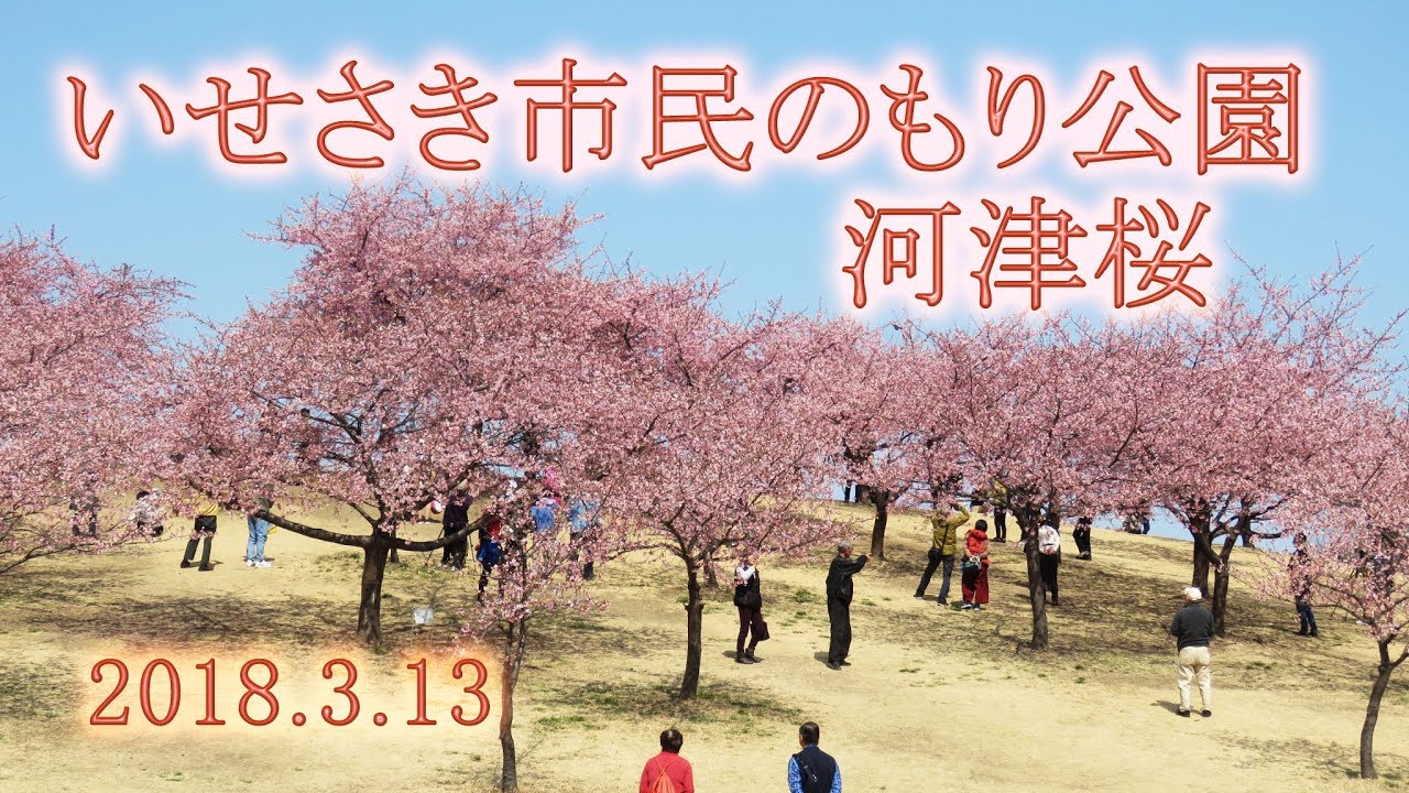 いせさき市民の森公園 河津桜 満開 18 3 13 Youtube