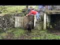 JAF Cattle Ranch Random Images - Terceira Island - Azores - Portugal