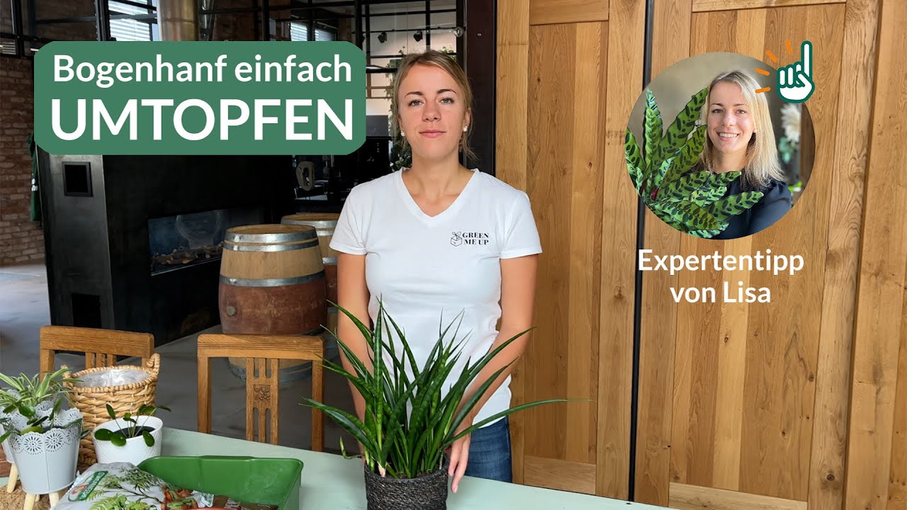 Zimmerpflanzen einfach umtopfen: Bogenhanf - einfache Anleitung