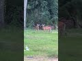 Backyard Deer