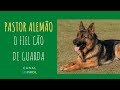 PASTOR ALEMÃO, O FIEL CÃO DE GUARDA.