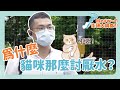 為什麼貓咪這麼討厭水？ ｜貓咪為什Meow?! 之 Meow~的街頭大調查