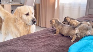 Golden Retriever Meets Puppies for the First Time by Gaming fun 173 views 1 month ago 1 minute, 46 seconds