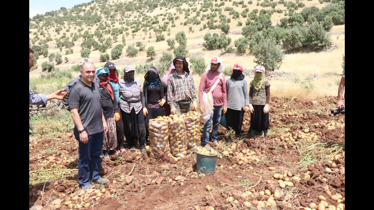 Mardin'in Patates Ambarı Ömerli Oldu