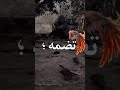 دعوني كل ليلة القى بيها العذاب لا ارى فقط الضلام