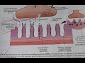 Ù…ÙƒØ§Ù† Ø§Ù„ØªØ­Ù…ÙŠÙ„ Myasthenia Gravis Ø¨Ø§Ù„Ø¹Ø±Ø¨ÙŠ