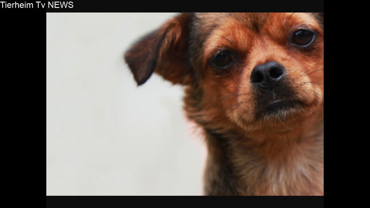Tierheim Tv