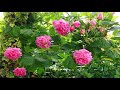 Роза БЬЕНВЕНЮ / Bienvenue rose