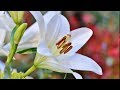 Beautiful Instrumental Hymns, Peaceful instrumental Piano and Flute Music, "Easter Sunday"