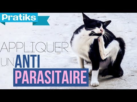 Vidéo: Quels sont les sprays pour chats ?