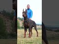 Doberman erdemayazz hunterprogeny puppies dog huntervitalscreen dobermanlove 2023 hunter