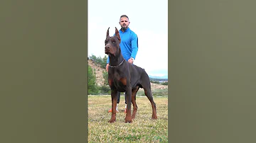 Doberman Erdemayazz Hunterprogeny Puppies Dog Huntervitalscreen Dobermanlove 2023 Hunter 