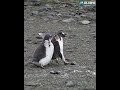 Неуловимый пингвин Дженту