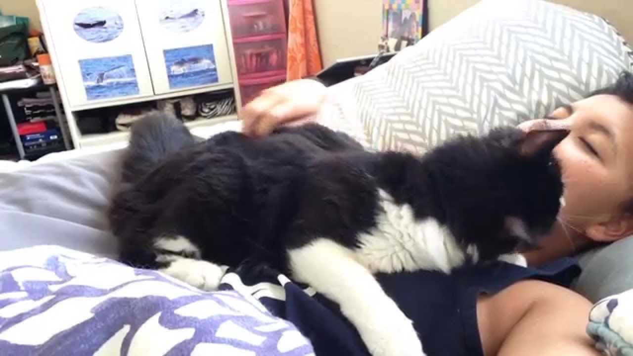 My Cute Little Pussy Cat Youtube