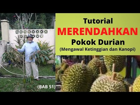 Video: Mengurus Reput Hujung Batang Jeruk: Cara Merawat Reput Hujung Batang Pada Pokok Jeruk