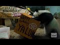 Panda Cubs Birthday 2021