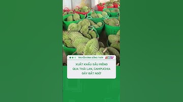 Xuất khẩu sầu riêng qua Thái Lan, Campuchia gây bất ngờ #shorts