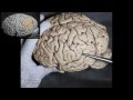 Neuroanatomía - Corteza cerebral #2