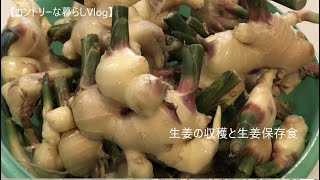 【カントリーな暮らしVlog #6】生姜を収穫し保存食に調理。１７年使った薪ストーブをフルメンテナンス