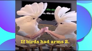 If birds had arms 2