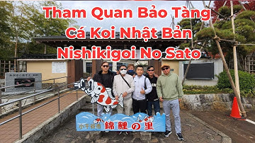 #zenkoifarm Tham Quan Bảo Tàng Cá Koi Nhật Bản Nishikigoi No Sato #koifish #cakoinhat