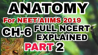 NCERT CH-6 ANATOMY OF FLOWERING PLANT CLASS 11 NCERT EXPLAINED Part 2 #Anatomy #biology #education