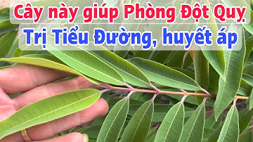 Loại Cây phòng Đột quỵ trị Tiểu đường, huyết áp cao. PHAN HẢI Channel