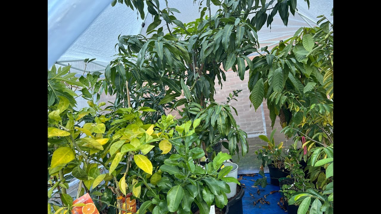 PLANT YOUR FOOD TREES NOW‼️ Lead Farmer 73 is live!