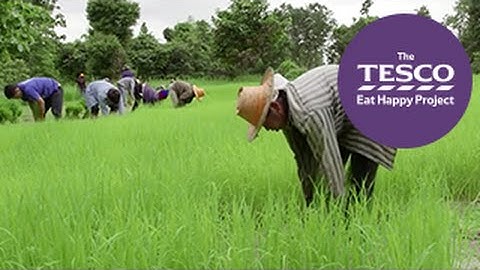 Remarkable Rice: bagaimana padi tumbuh