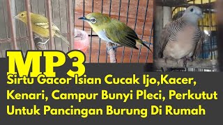 Sirtu Gacor Isian Cucak Ijo,Kacer,Kenari, Campur Bunyi Pleci, Perkutut Untuk Burung Di Rumah