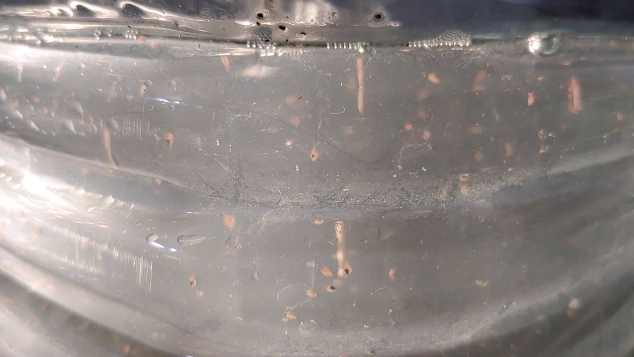 Daphnia Magna Culture 
