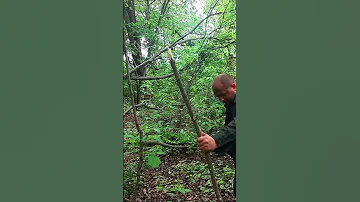 Медведь и копьё, защищаемся от хищника