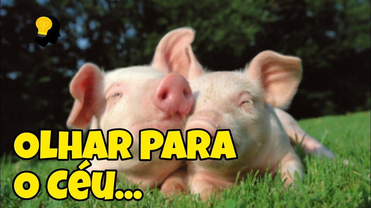Os PORCOS não CONSEGUEM OLHAR para o CÉU - YouTube