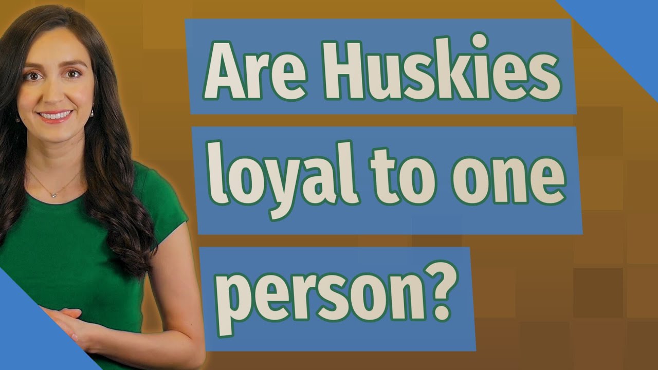 Are Huskies Loyal To One Person?