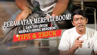 RAWATAN MERPATI BOOM DAN PELATIHAN MERPATI SERING MEROBOK!