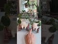 It happens FAST! 🫢😂 #indoorplants #houseplants #plants #plantlover