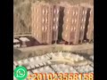 يا راحلين منى بغيابى 