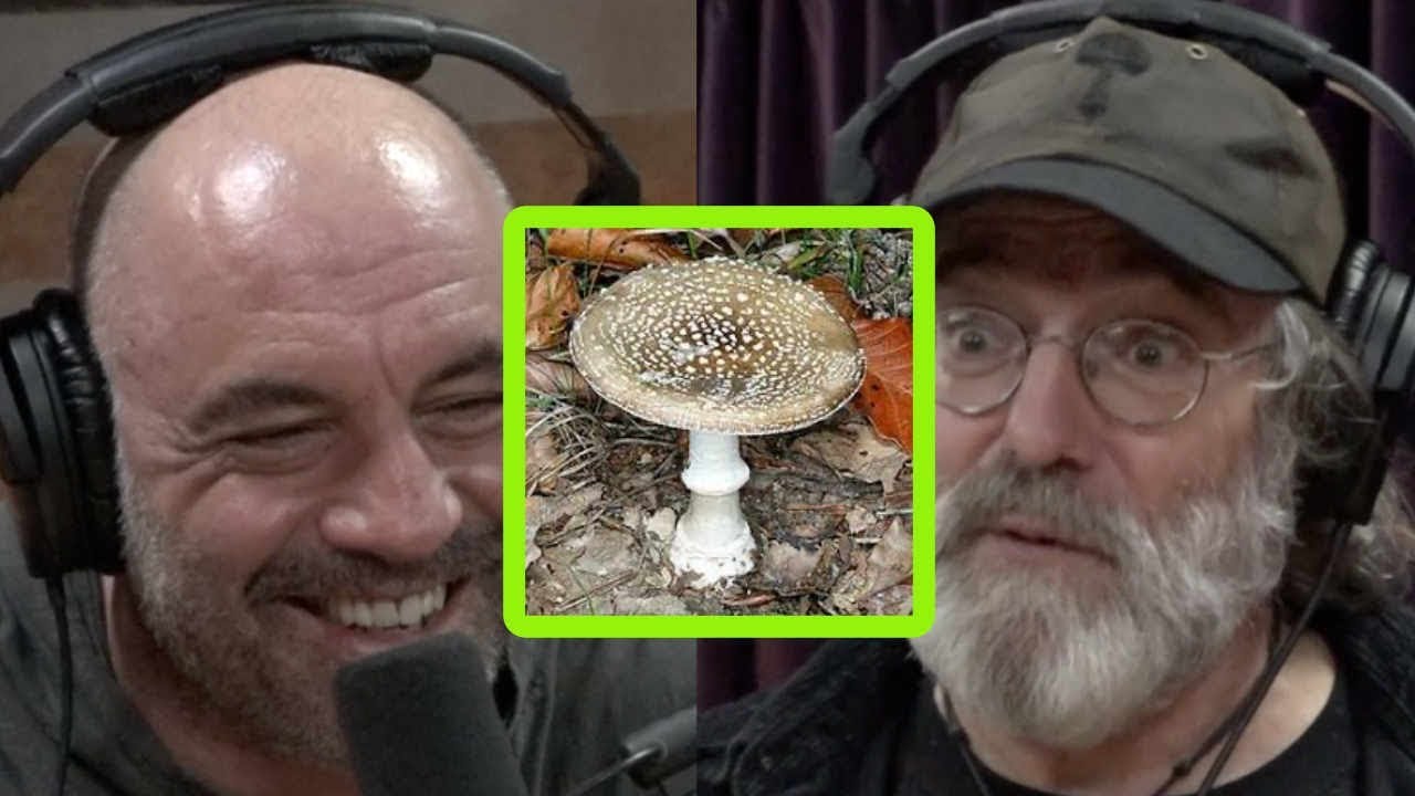 ⁣Paul Stamets Describes Bad Trip on Incredibly Dangerous Mushroom
