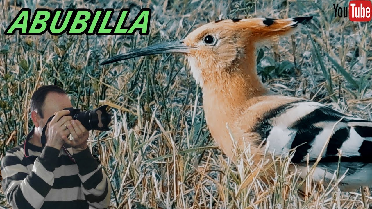 ABUBILLA ( Upupa epops )