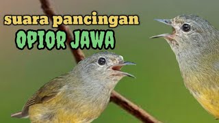 opior jawa di ombyokan langsung ribut‼️Dengar suara ini