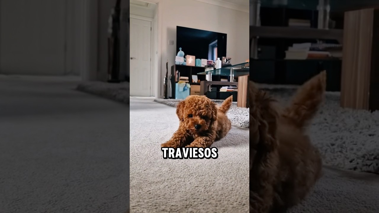 Los 3 perros más traviesos y juguetones que existen 