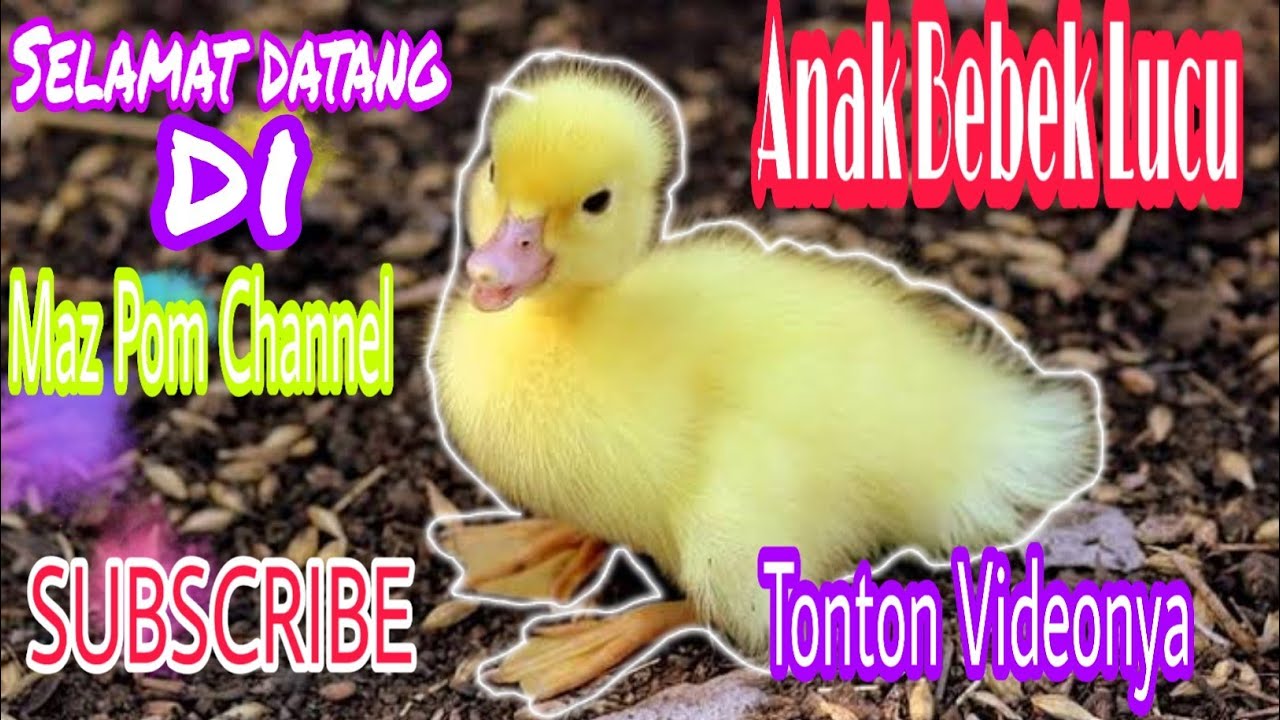  ANAK  BEBEK LUCU  YouTube