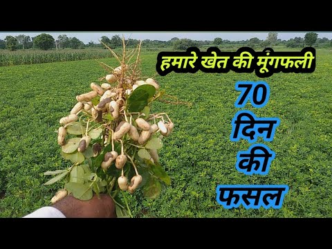 70th दिन की मूंगफली की फसल।।how to my farm in groundnut Crops/मूंगफली की खेती कैसे करते हैं।