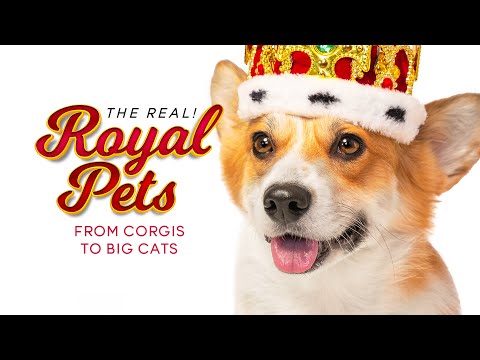 The Real Royal Pets - From Corgis To Big Cats | The Real! | Great! Free Movies x Shows