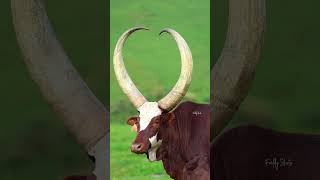 She Gave Birth To Beautiful Inyambo visitbigogwe shorts