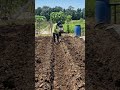 The process of loosening the soil with simple tools-Agriculture farming #shorts